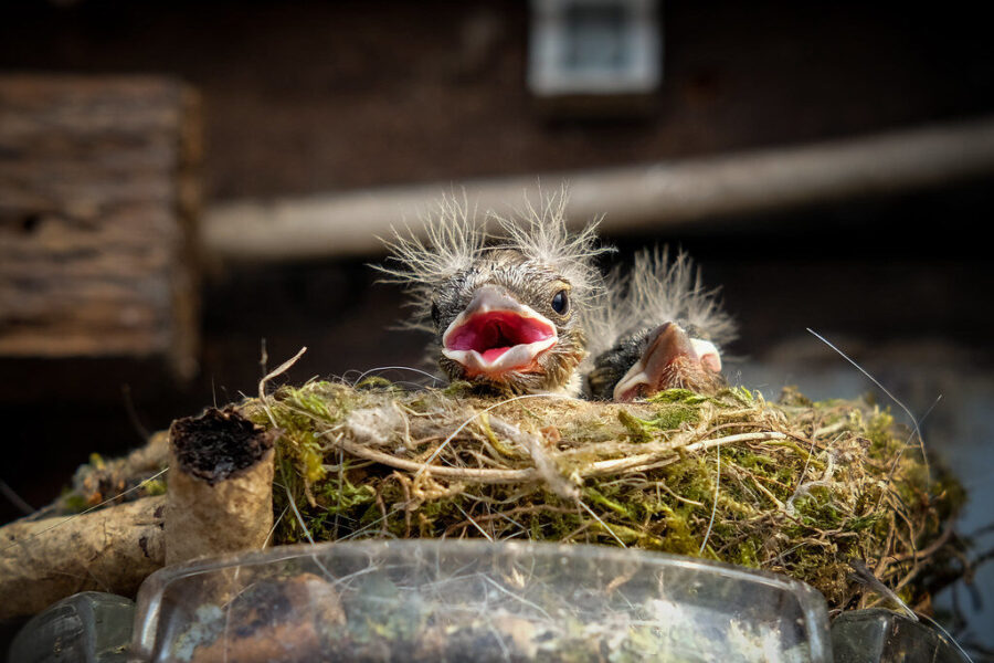 Paukščiukas. Openverse nuotr.