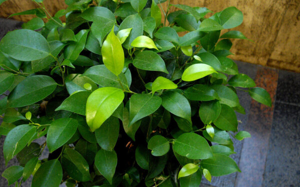 Neskubėkite persodinti: viena paprasta gudrybė privers fikusą vėl gausiai sužaliuoti