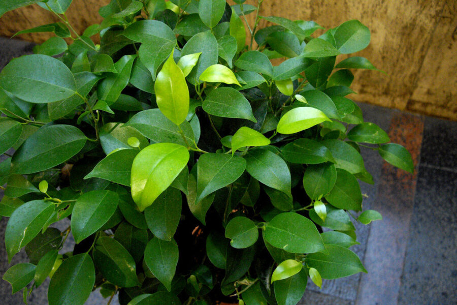 Neskubėkite persodinti: viena paprasta gudrybė privers fikusą vėl gausiai sužaliuoti