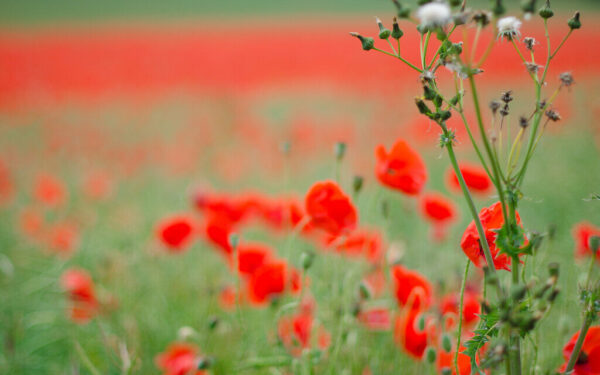 Gėlių turizmas 2026-aisiais sprogo: 5 vietos, kur šiemet ieškoti gražiausių žiedų