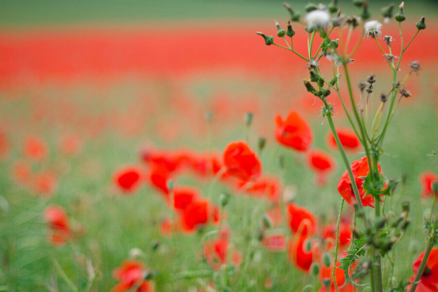 Gėlių turizmas 2026-aisiais sprogo: 5 vietos, kur šiemet ieškoti gražiausių žiedų