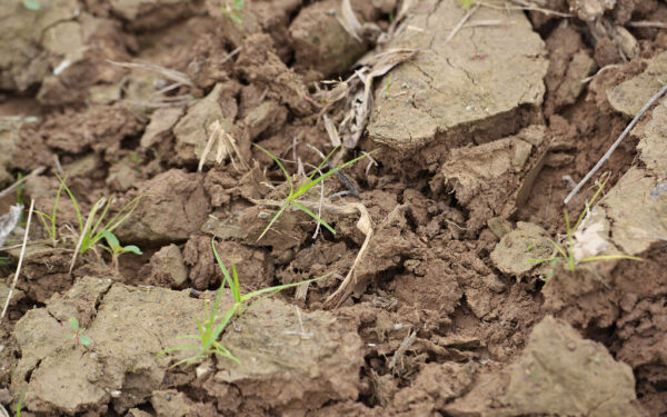 Slapti dirvos klijai: mokslininkai išaiškino molekulinį mechanizmą, saugantį žemę nuo išdžiūvimo