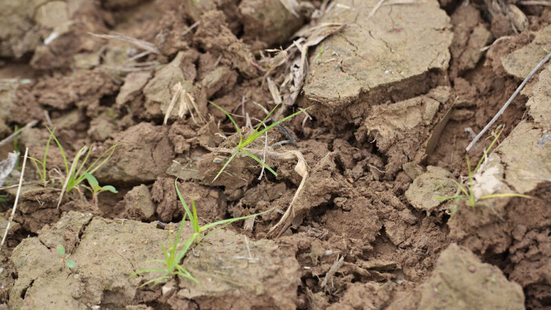 Slapti dirvos klijai: mokslininkai išaiškino molekulinį mechanizmą, saugantį žemę nuo išdžiūvimo