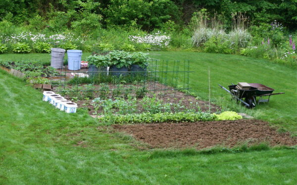Neišmeskite svogūnų lukštų: štai kodėl daržininkai juos deda į kiekvieną sodinimo duobutę