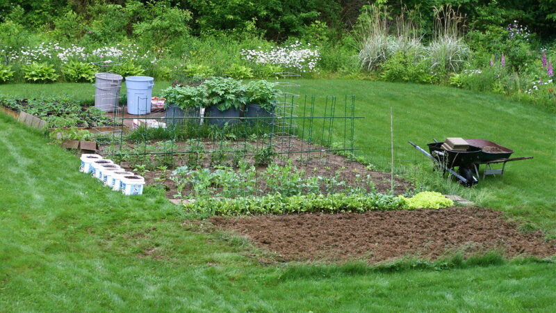 Neišmeskite svogūnų lukštų: štai kodėl daržininkai juos deda į kiekvieną sodinimo duobutę