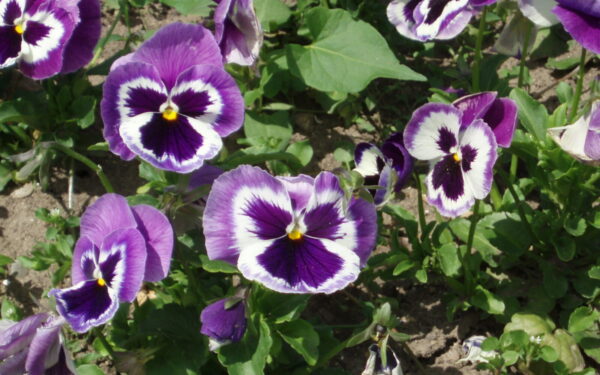 Pamirškite brangias trąšas: laistykite našlaites šiuo mišiniu ir žydės iki vasaros