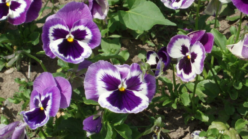 Pamirškite brangias trąšas: laistykite našlaites šiuo mišiniu ir žydės iki vasaros