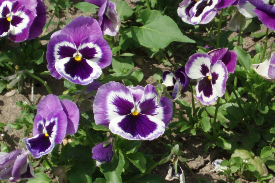 Pamirškite brangias trąšas: laistykite našlaites šiuo mišiniu ir žydės iki vasaros