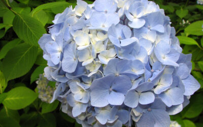 Hortenzijos skursta ir nežydi? Viena stiklinė šio tirpalo jas prikels naujam gyvenimui
