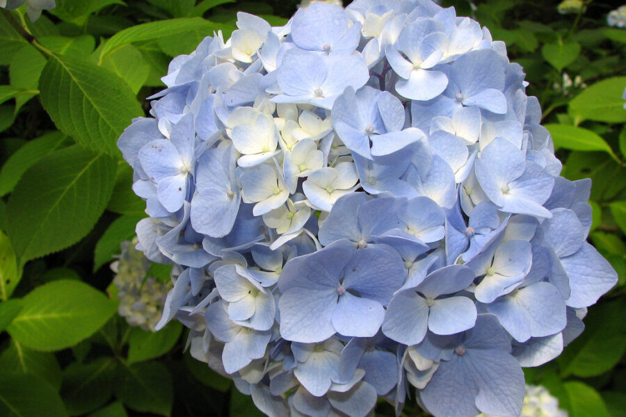 Hortenzijos skursta ir nežydi? Viena stiklinė šio tirpalo jas prikels naujam gyvenimui