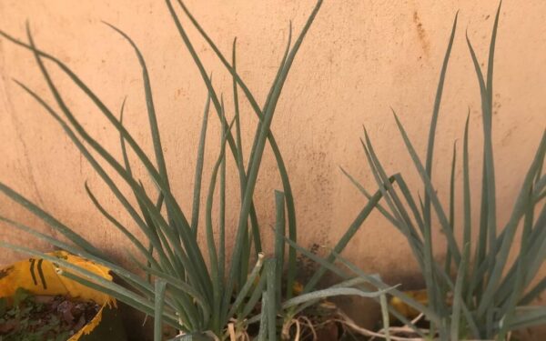 Svogūnų laiškai gelsta? Viena priemonė iš vaistinės greitai atgaivins visą lysvę