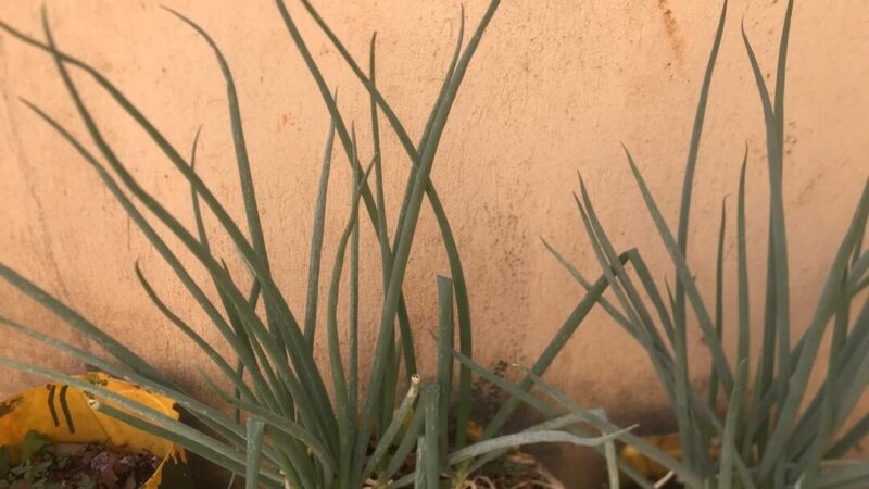 Svogūnų laiškai gelsta? Viena priemonė iš vaistinės greitai atgaivins visą lysvę