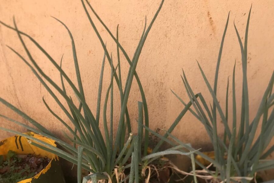 Svogūnų laiškai gelsta? Viena priemonė iš vaistinės greitai atgaivins visą lysvę