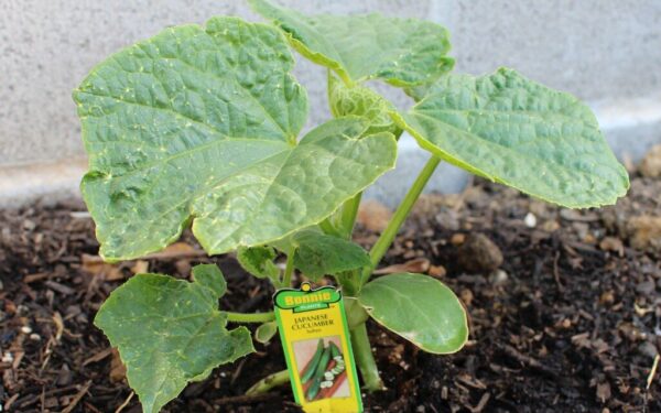 Neskubėkite sodinti agurkų: paprastas matavimo triukas parodys, ar jūsų daržas jau pabudo