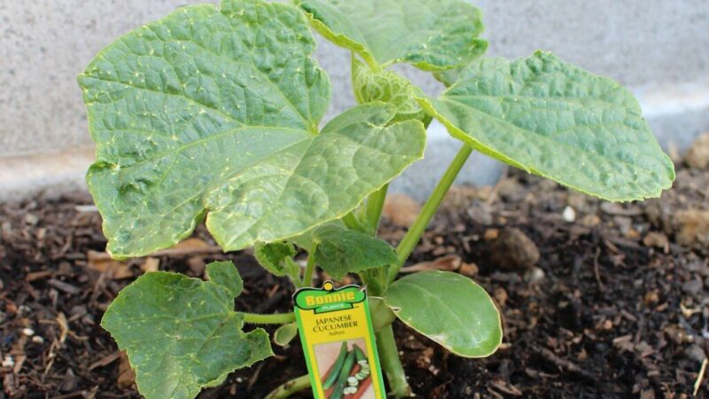 Neskubėkite sodinti agurkų: paprastas matavimo triukas parodys, ar jūsų daržas jau pabudo