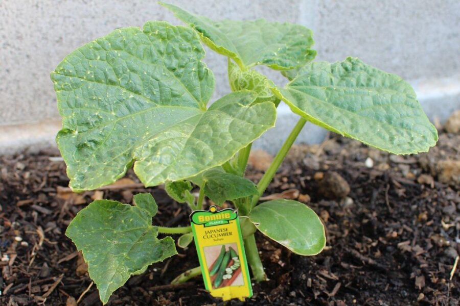 Neskubėkite sodinti agurkų: paprastas matavimo triukas parodys, ar jūsų daržas jau pabudo