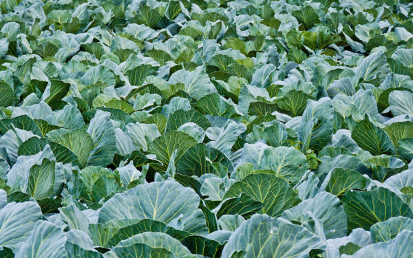 Norite kietų vėlyvųjų kopūstų? Štai kada juos sėti, kad derlius nesupūtų iki kito pavasario