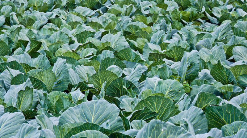 Norite kietų vėlyvųjų kopūstų? Štai kada juos sėti, kad derlius nesupūtų iki kito pavasario