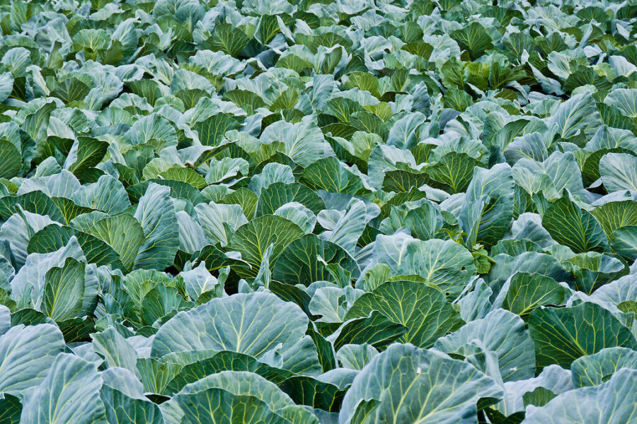 Norite kietų vėlyvųjų kopūstų? Štai kada juos sėti, kad derlius nesupūtų iki kito pavasario