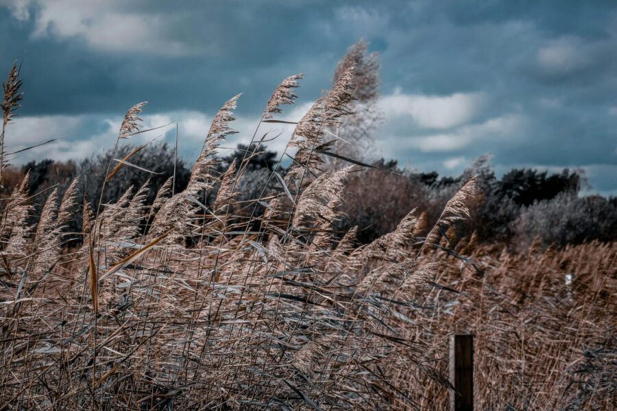 Vėjas. Pexels nuotr.