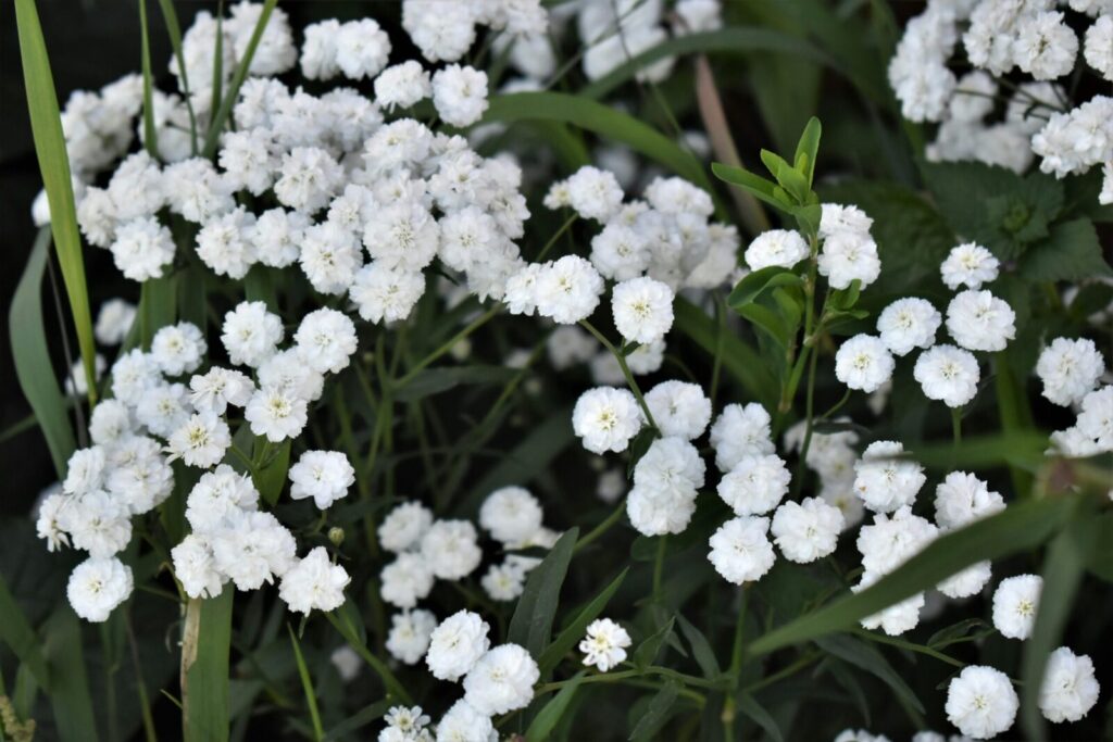 Beautiful close-up of white achillea ptarmica flowers in a natural setting.