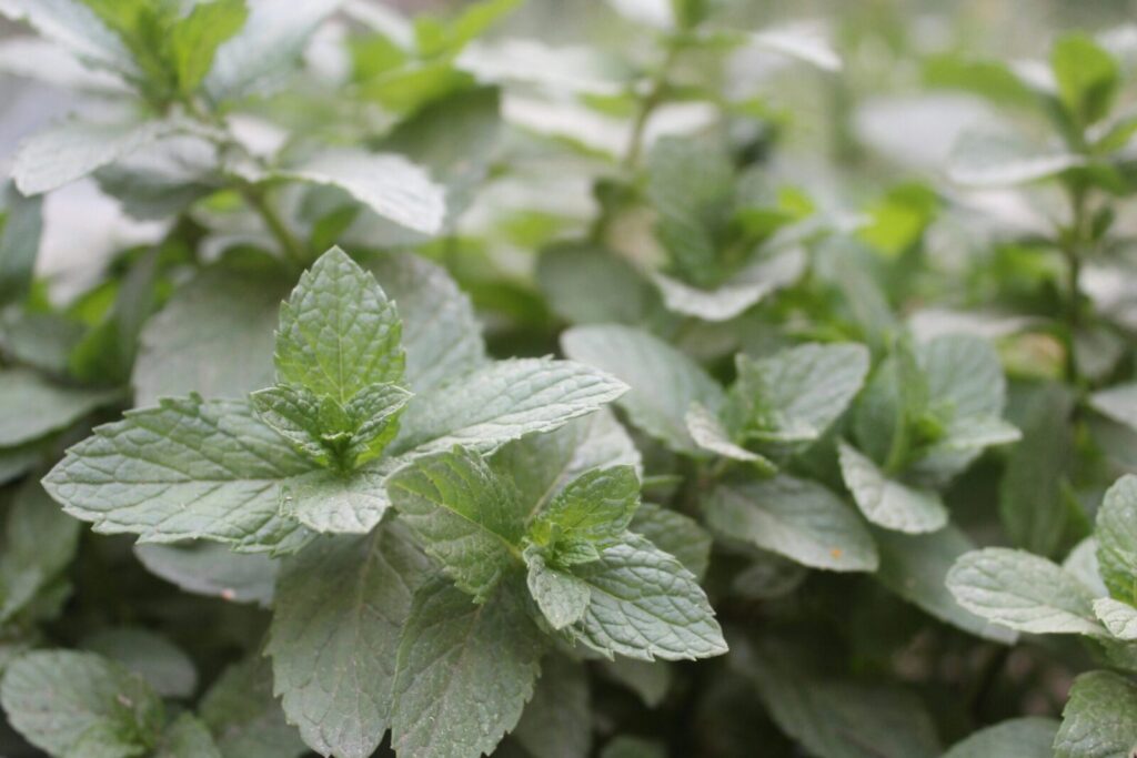 Detailed close-up of vibrant green mint leaves, perfect for herbal concepts.