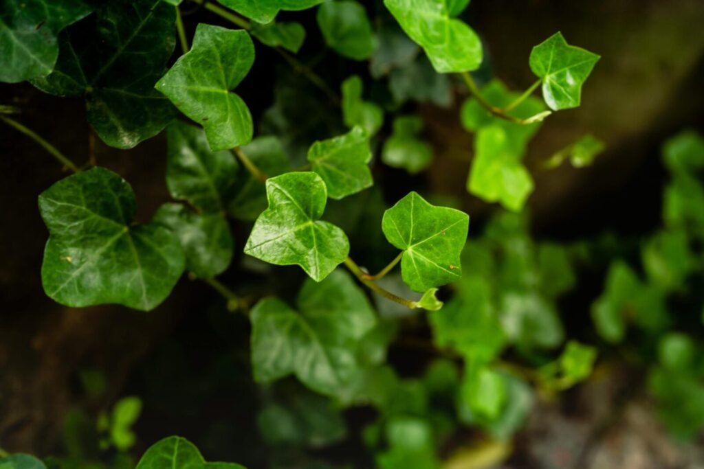 Detailed close-up of lush green ivy leaves on a climbing vine, natural setting.