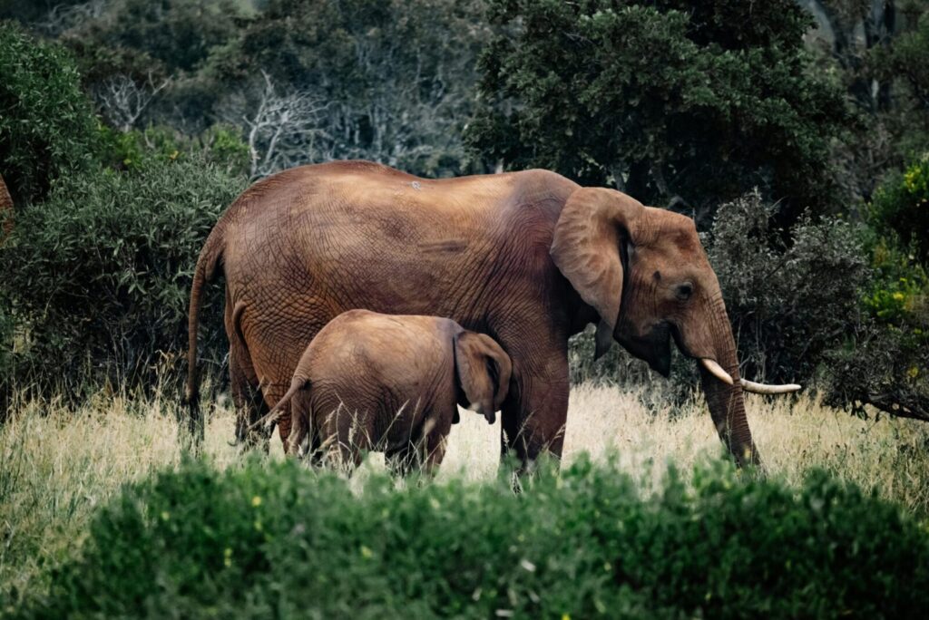 African elephants grazing in a lush grassland, showcasing wildlife in its natural habitat.