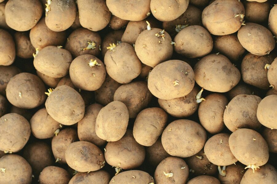 A close-up shot of fresh potatoes with visible sprouts, highlighting natural textures.