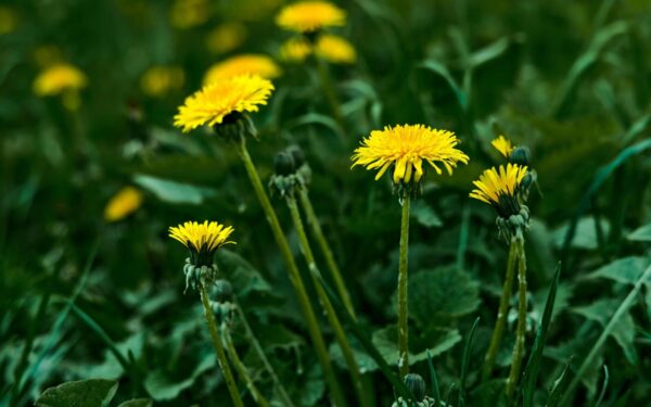 Kaimynai jas jau deda į lėkštes: šios piktžolės yra vertingesnės už daržoves
