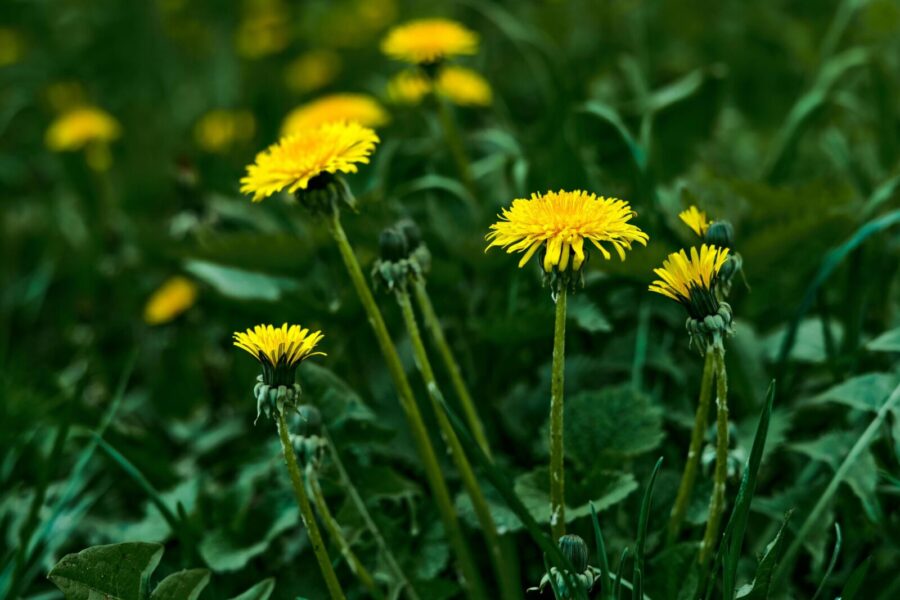 Close-up of bright yellow dandelions flowering against lush green foliage.