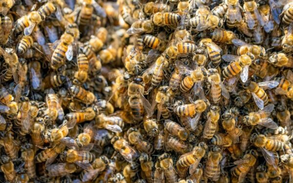 Bites panaudojo kaip ginklą: JAV bitininkė sulaukė bausmės už pareigūnų užpuolimą