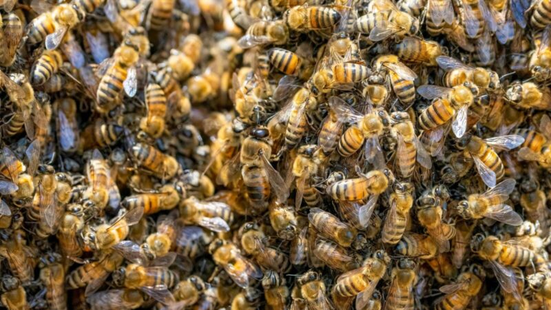 Bites panaudojo kaip ginklą: JAV bitininkė sulaukė bausmės už pareigūnų užpuolimą