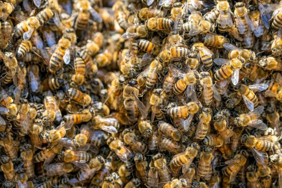 A detailed close-up of swarming honey bees within a hive, depicting colony life.