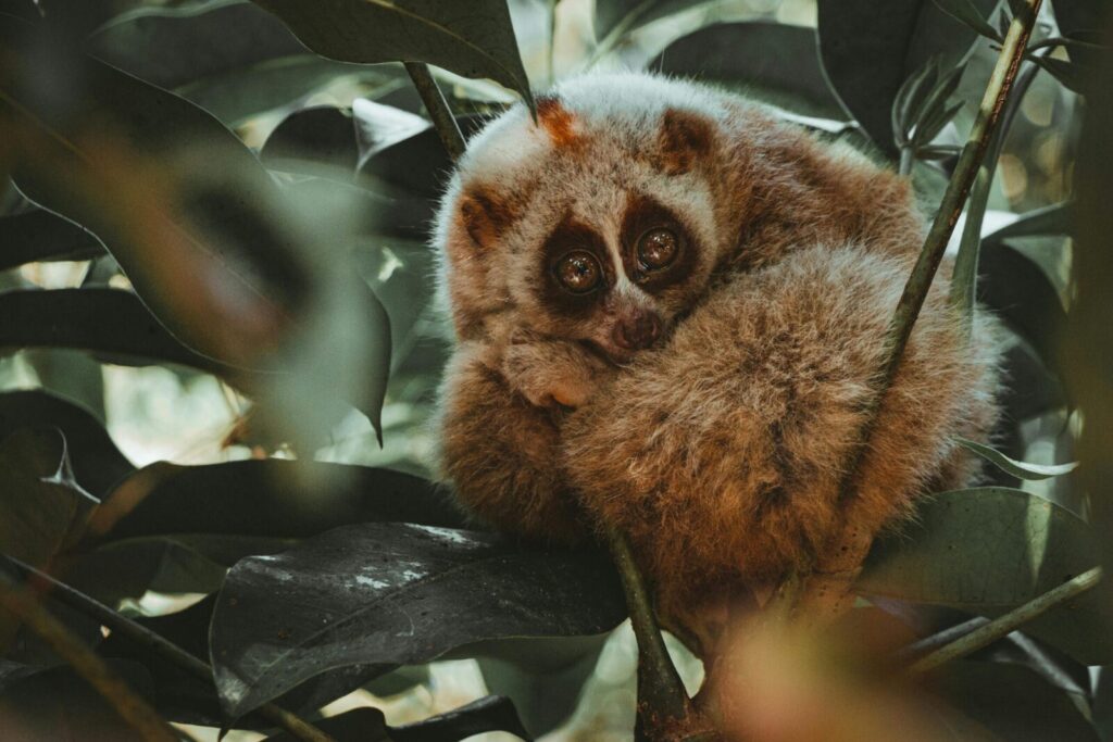 Intriguing slow loris curled up in foliage, showcasing wildlife beauty.