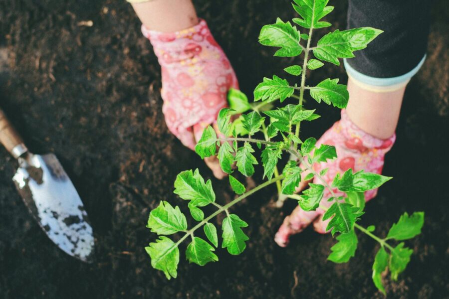 Close-up of gloved hands planting a seedling in garden soil with a trowel. Vibrant gardening scene.