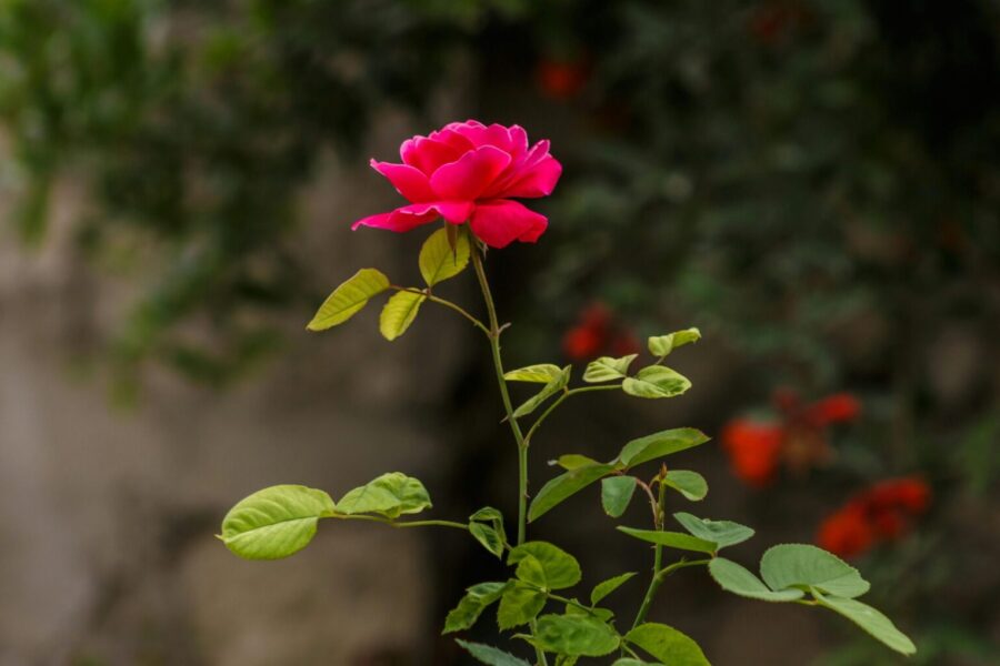 Close-up of a single pink rose bloom with lush green leaves in a serene garden setting.