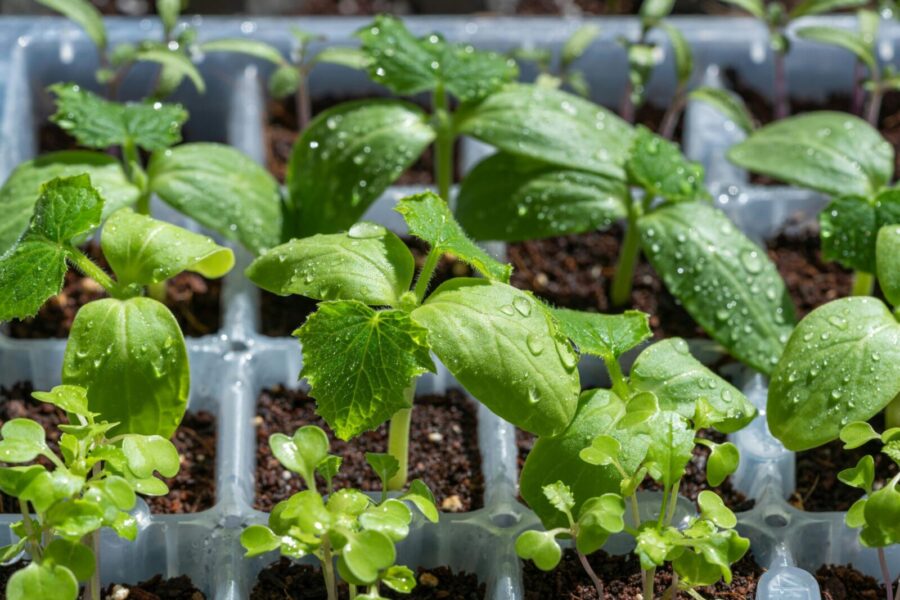 Vibrant green seedlings with water droplets in a tray, highlighting growth.