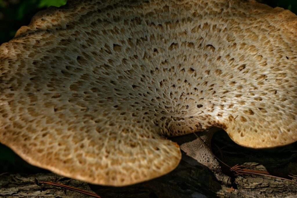 Detailed close-up of a Pheasant's Back Mushroom (Cerioporus squamosus) in Beaver, Minnesota.