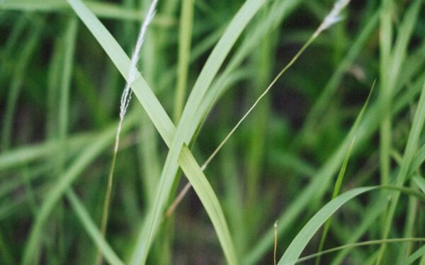 Varputis darže vešės tik labiau: agronomai atskleidė klaidą, kurią daro beveik visi