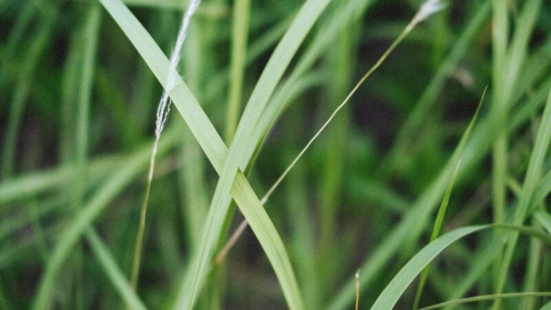 Varputis darže vešės tik labiau: agronomai atskleidė klaidą, kurią daro beveik visi