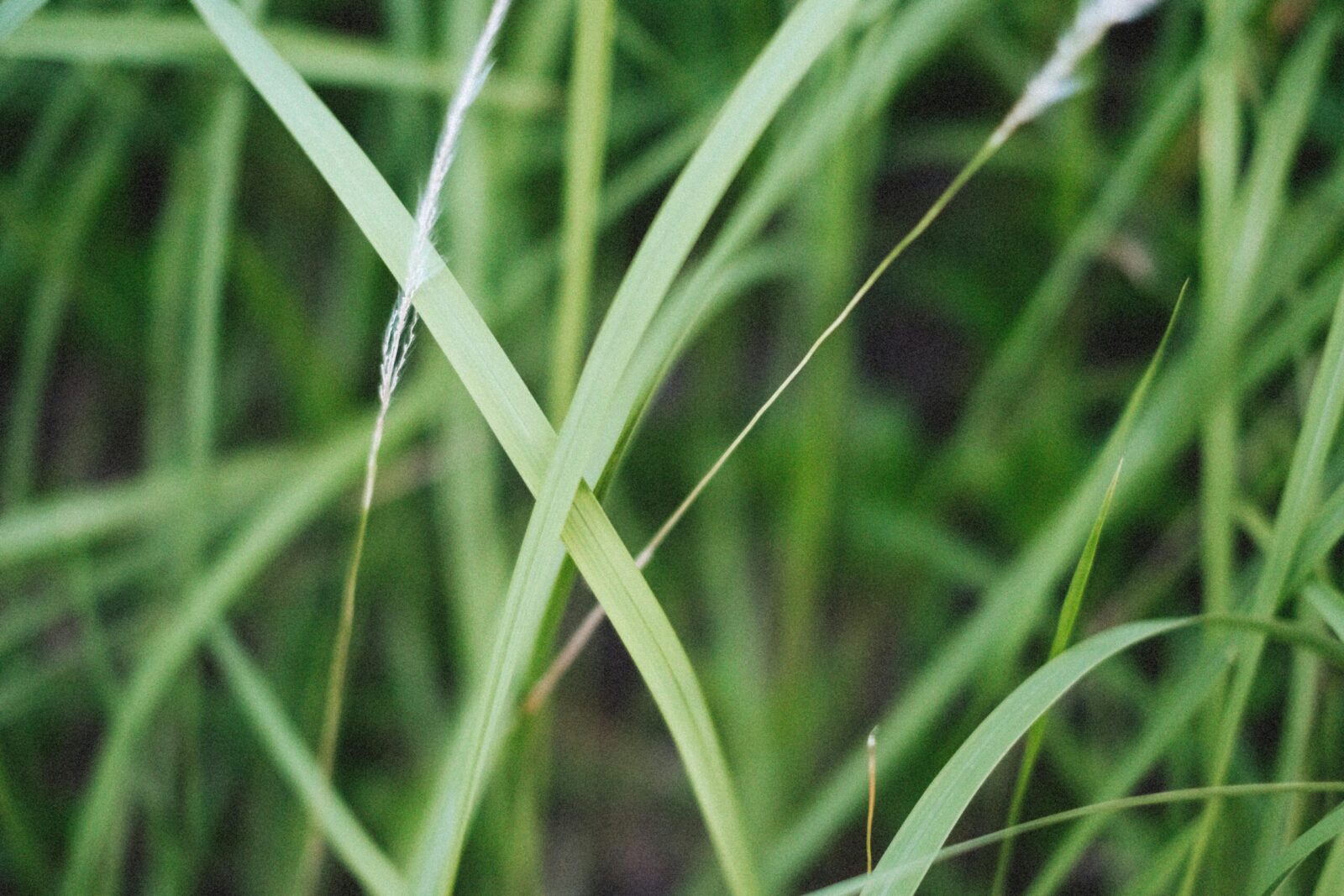 Varputis darže vešės tik labiau: agronomai atskleidė klaidą, kurią daro beveik visi