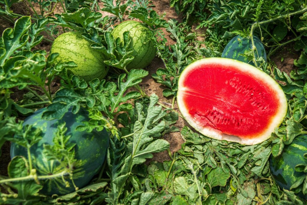 Close-up of ripe watermelons on a farm, showcasing vibrant green leaves and juicy red flesh.