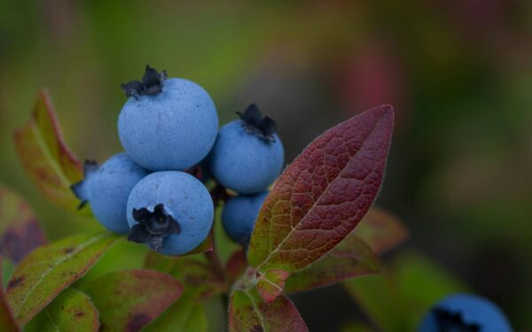 Mėlynės mūsų miškuose gali tapti retenybe: mokslininkai atskleidė, kas naikina uogynus