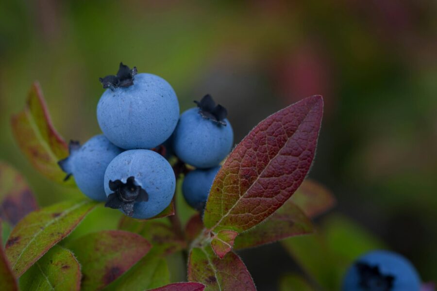 Close-up of ripe blueberries with vibrant leaves in Kirkland Lake, Ontario.