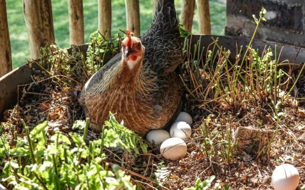 Kiaušinių bus ištisus metus: atskleidė klaidą, kurią daro kas antras paukščių augintojas