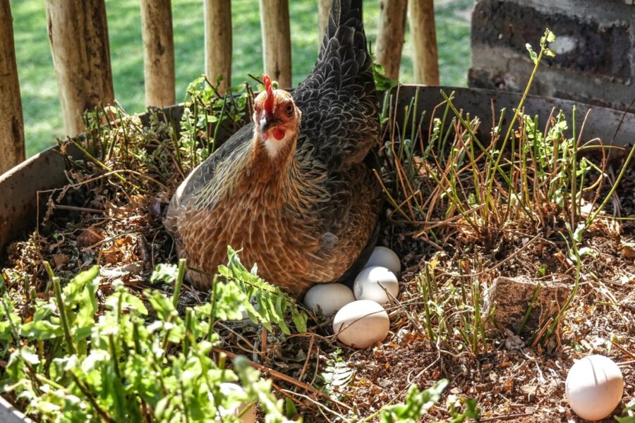 A hen calmly nesting with several eggs in an outdoor garden environment.