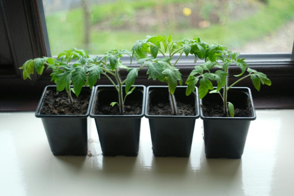 Four potted tomato seedlings on a window sill, perfect for home gardening enthusiasts.