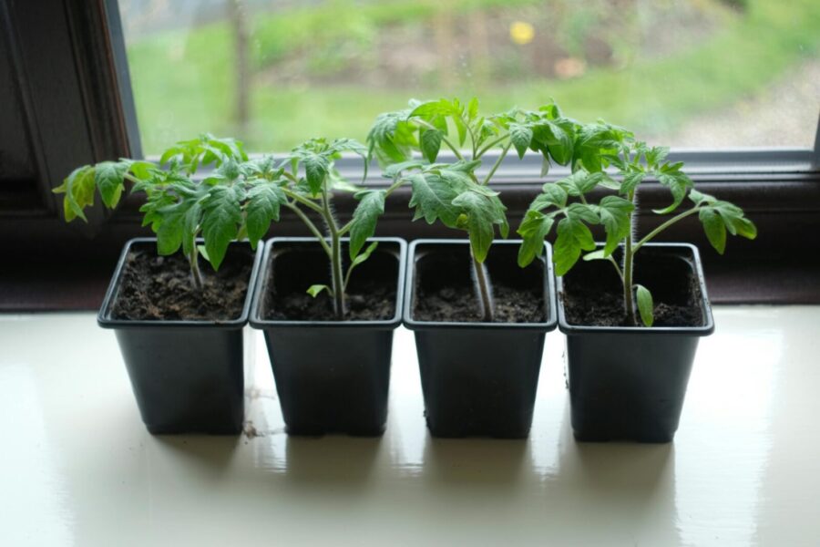 Four potted tomato seedlings on a window sill, perfect for home gardening enthusiasts.
