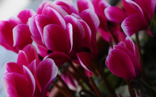 Tikras sodo atradimas: šis daugiametis augalas žydės mėnesiais be jokio vargo ir priežiūros